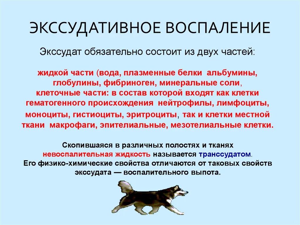 Экссудата воспаление. Экссудативное воспаление. экссудативный компонент воспаления. классификация экссудативного воспаления.
