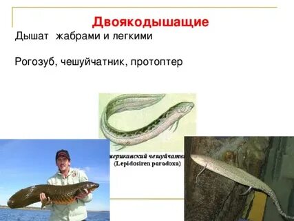 Дышат жабрами