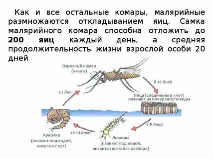Размножаются ли комары