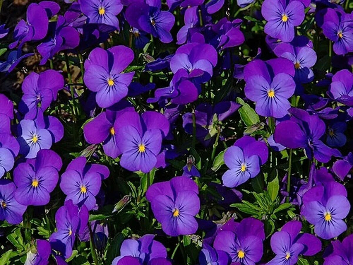 Цветы виола многолетняя. Виола cornuta. Фиалка рогатая (Viola cornuta). Фиалка рогатая Эдмайер.