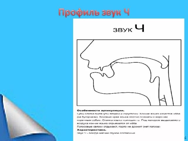 Артикуляция ч. Артикуляционный профиль ч. Артикулициооный профильзвука ч. Профиль артикуляции звука ч. Схема артикуляции звука ч.