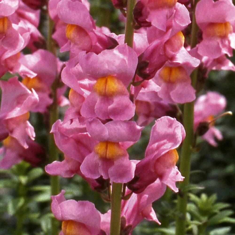 В популяции растений львиного зева. Львиный зев, Антирринум - Antirrhinum majus. Львиный зев Антирринум большой. Львиный зев Роуз. Антуриум львиный зев.