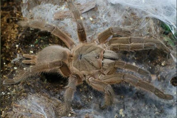 Паук какое царство. Chilobrachys huahini. chilobrachys паук. птицеед tapinauchenius gigas l1. хилобрахис крчяан голд.