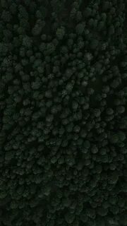 Green forest pro