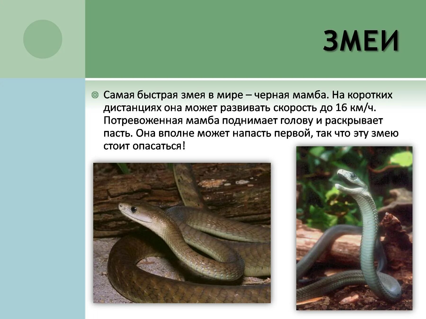 Сообщение про змею. Интересная информация о змеях. Самые интересные факты о пресмыкающихся. Удивительные факты о змеях. Необычные факты о пресмыкающихся.