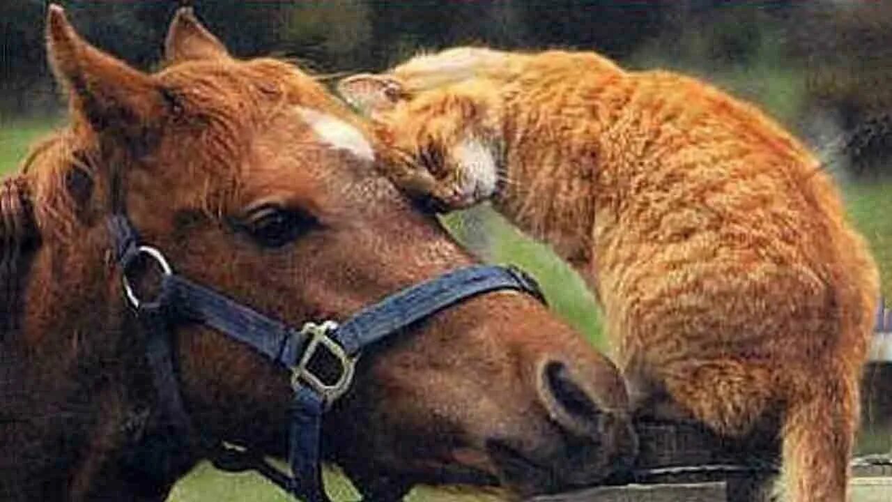 Лошади обнимаются. Забавные лошадки. Лошади. Лошадь и кошка фото. Horse be cats.