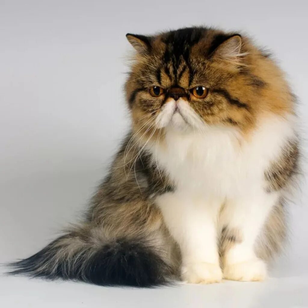 Метовые персы. Персидская кошка. Персидский экзот длинношерстный. Персидская длинношерстная кошка Джуно. Экзот кошка длинношерстная.