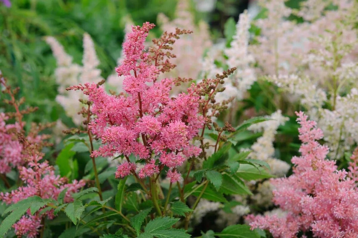 Какую почву любит астильба. Астильба лесная. астильба спортлайн. astilbe ’younique carmine’.