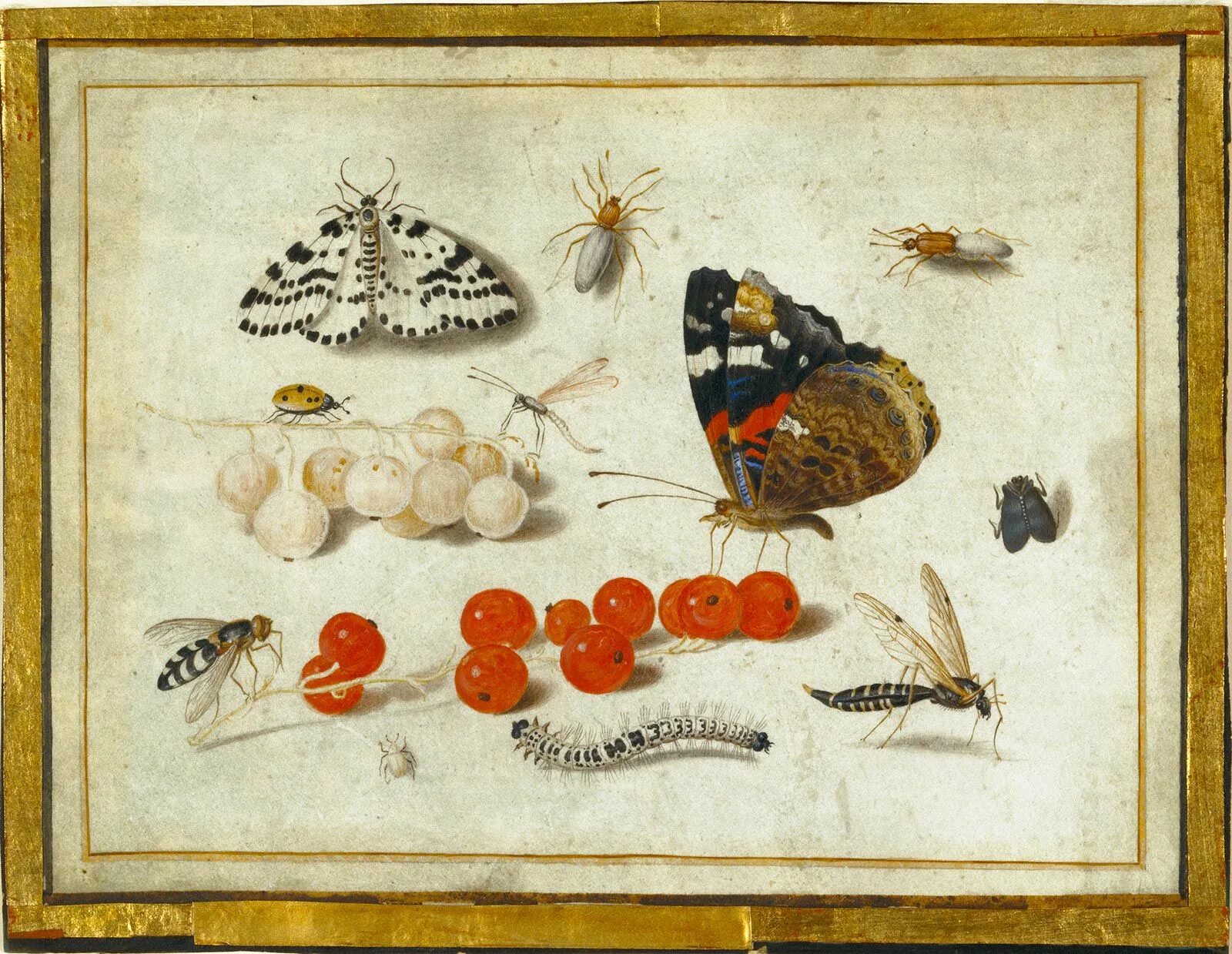 Ван кесселя. Гусеница и бабочка арт. Ван кесселя. Ван кесселя. Ван кесселя.