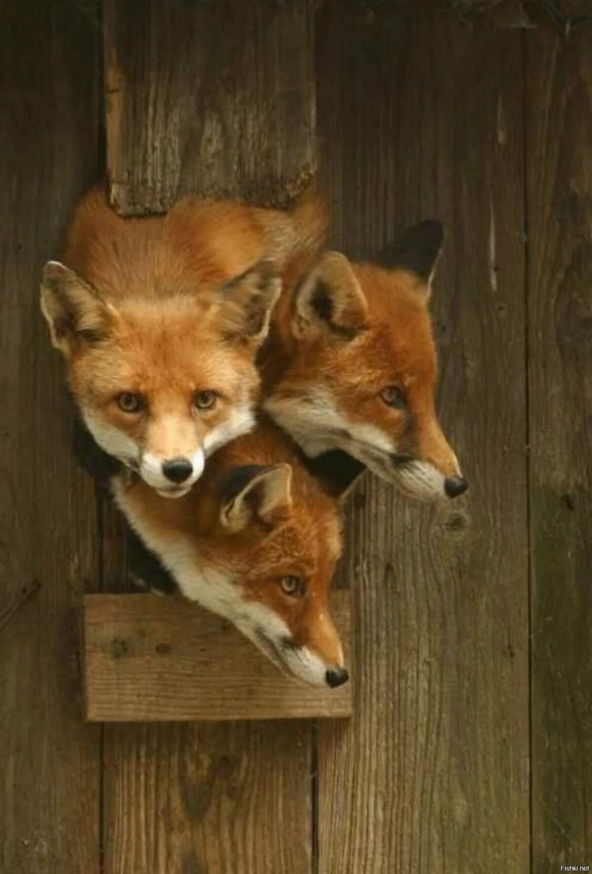 Лиса. Три лисы. Лисица с лисятами. Лисы стая. Red fox 3