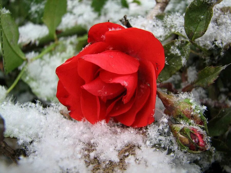 Красные цветы зимние розы. Розы на снегу. Красные цветы на снегу. Розы под снегом. Красивые розы на снегу.