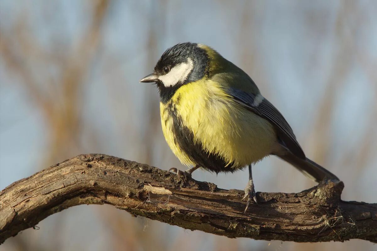 Синица Parus Major. Птицы России синица. Птица синица большая. Parus Major Major.