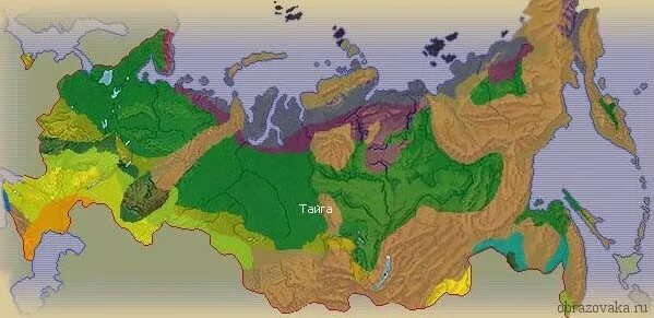 На каких территориях расположена тайга. Тайга на карте России. Территория тайги в Евразии. Природные зоны Евразии Тайга. Южная граница тайги.