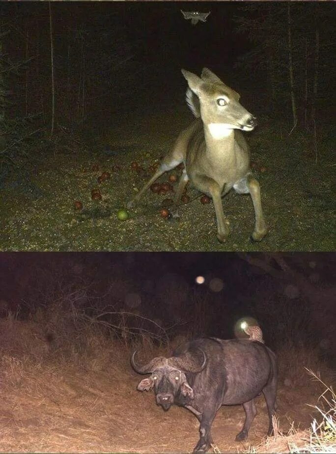 животные ночью в лесу. снимки с фотоловушек в лесу. давай посмотрим изображения с фотоловушек твоя задача. странные снимки с фотоловушек. давай посмотрим изображения с фотоловушек твоя задача.