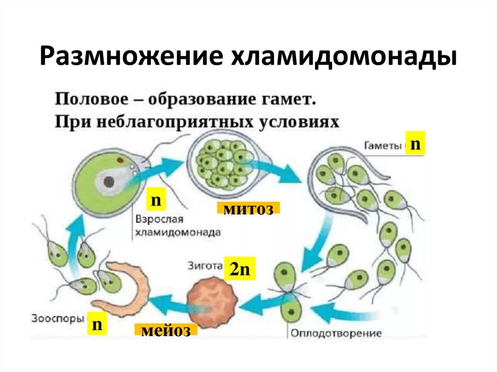 Жизненный цикл хламидомонады с подписями. Размножение водорослей хламидомонада. жизненный цикл полового размножения. процесс полового размножения хламидомонады. жизненный цикл хламидомонады рисунок.