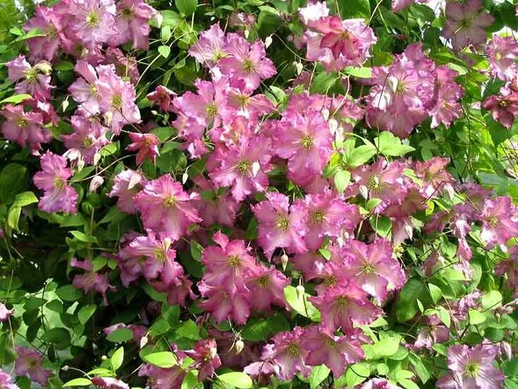 Viticella-klematis 'Pernille' på torn Höjd 75 cm Lila Klematis, Perenner, Buskar