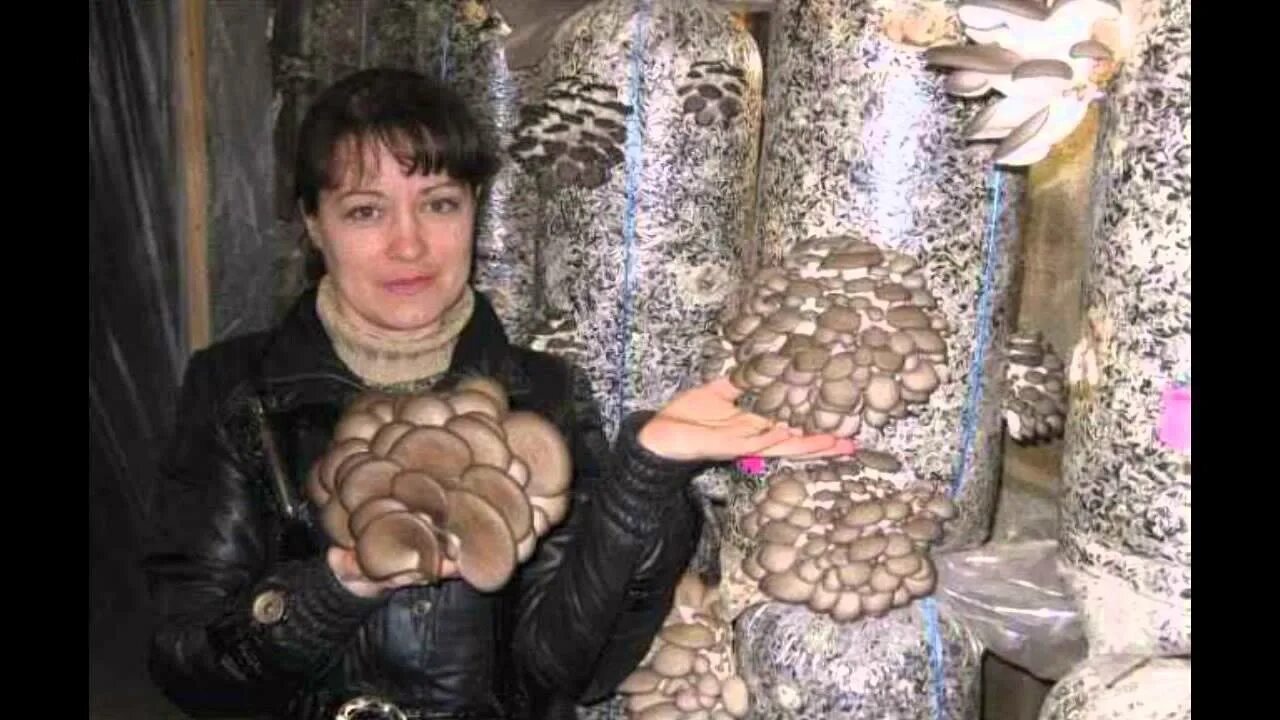 Выращивать грибы в квартире. Грибница шампиньонов. Выращивать грибы в квартире. Вешенки дома. Грибы в квартире.