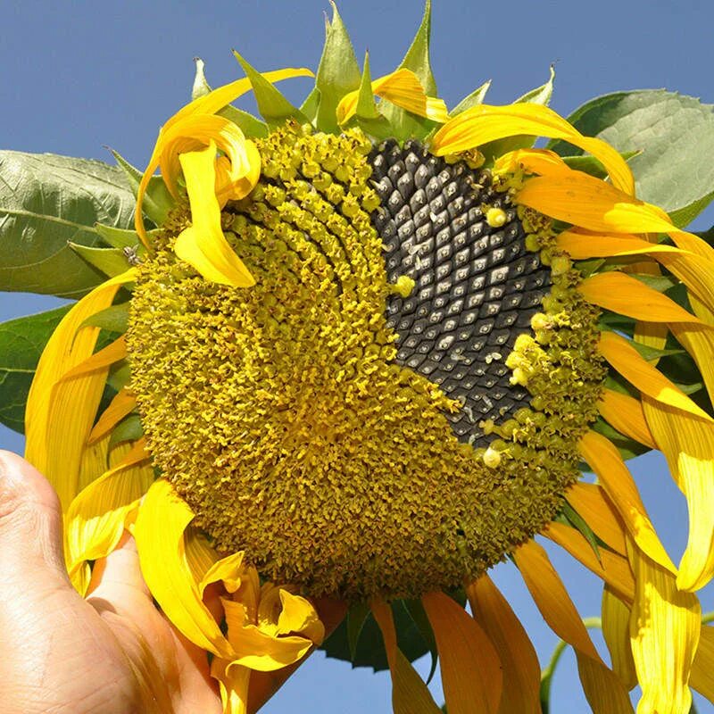 Подсолнух без семечек. Giant sunflower. seeds подсолнух. семена гигантского подсолнуха. подсолнух созревший.