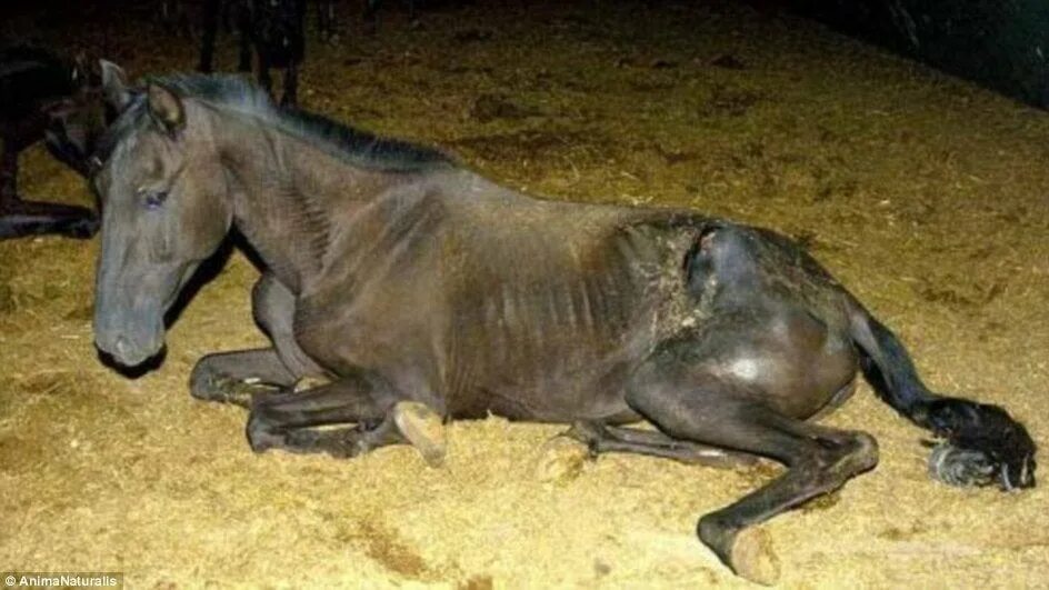 Сон умирающая лошадь. Лошадь лежит. Лошадь лежит. Лошадь валяется. Сон умирающая лошадь.