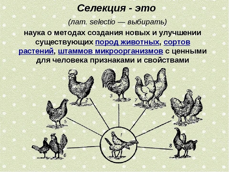 Селекция самостоятельная работа 9 класс. Селекция. Селекция это наука о. Селекция это в биологии. Селекция это кратко.