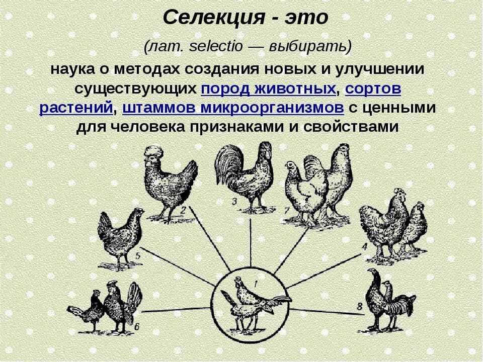 Селекция. Селекция это наука о. Селекция это в биологии. Селекция это кратко.