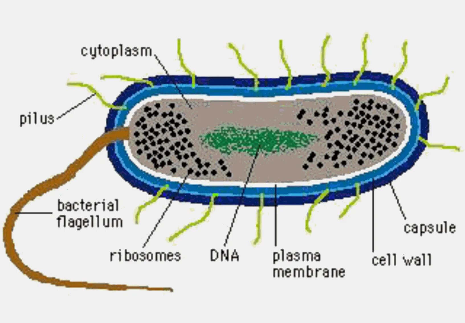 Клетка бактерии имеет днк. Модель строения бактериальной клетки. Бактерии прокариоты. Строение бактериальной клетки. Макет клетки бактерии.