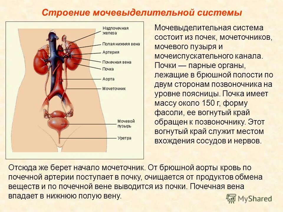 Строение и функции выделительной системы. Строение и функции почек. Выделительная система строение почки 8 класс. Выделительная система человека схема 4 класс. Строение выделительной системы егэ.