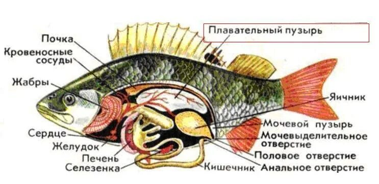 Внешнее строение рыбы щуки. Внутреннее строение костной рыбы самка окуня. внутреннее строение костной рыбы. внутренне строение речного окуня. внутреннее строение костной рыбы схема.
