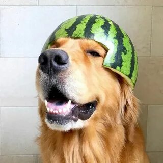Собаки дыня
