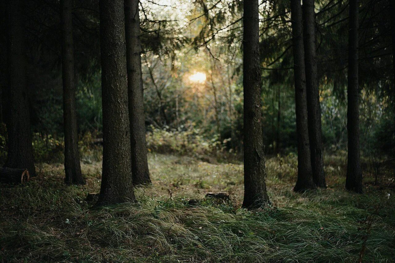 Тайны леса слияния. Лесные тайны. Тайна леса. Чертов лес. Фото леса тайна.
