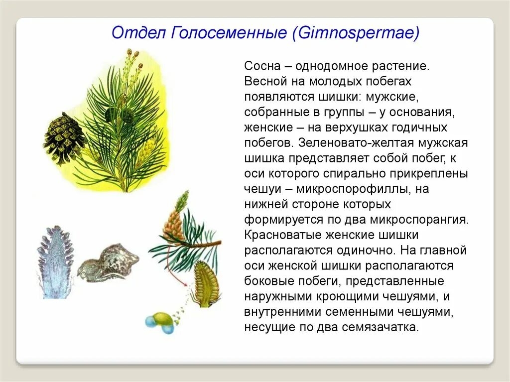 Сообщение про отдел Голосеменные растения хвойные. Однодомные растения Голосеменные. Отдел голосеменных растений хвойные представители. Сосна отдел Голосеменные.