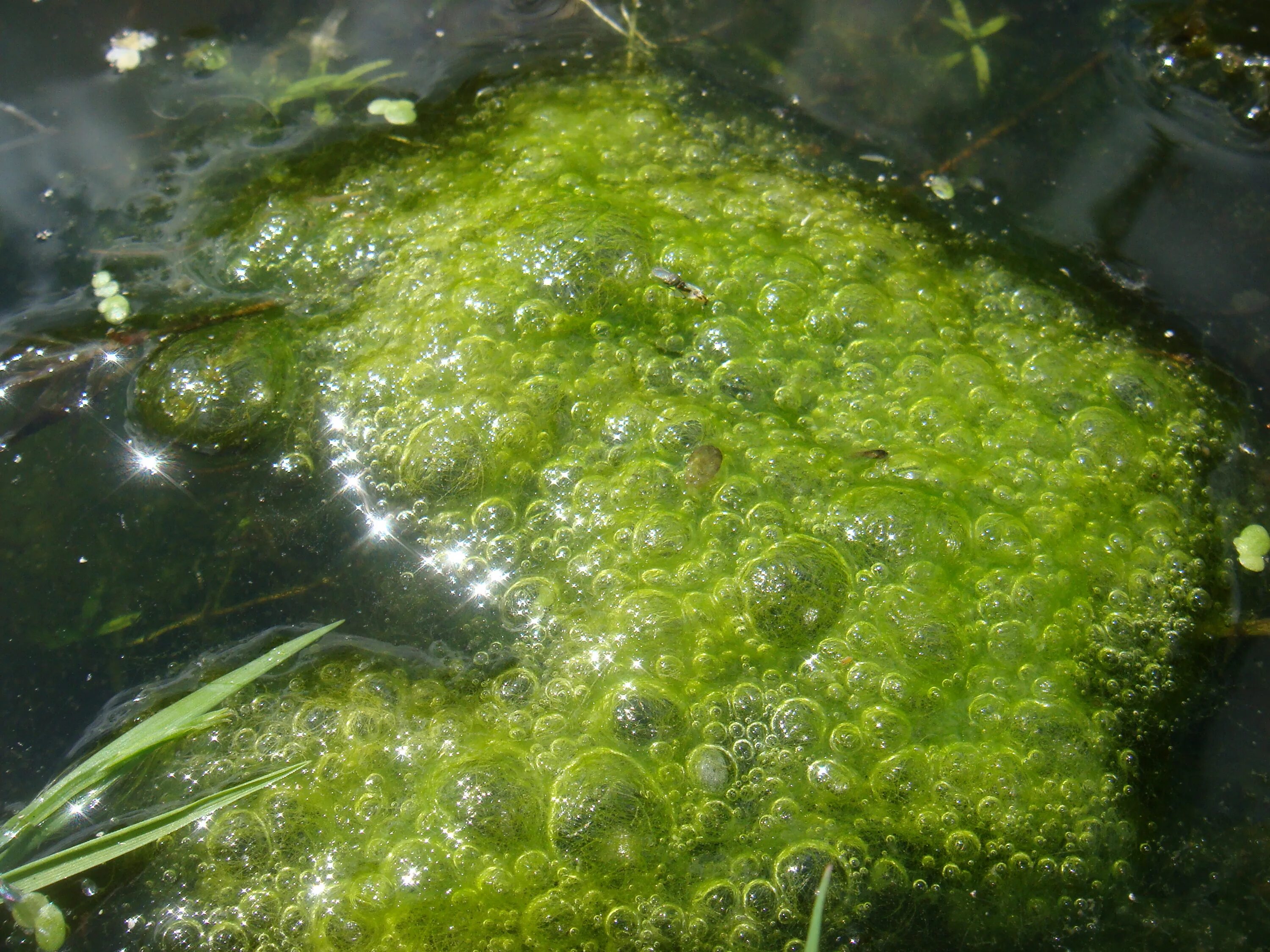 Водоросли спирогира водоросли. Спирогира водоросль. Спирогира зеленая нитчатая водоросль. Кладофора нитчатая водоросль.