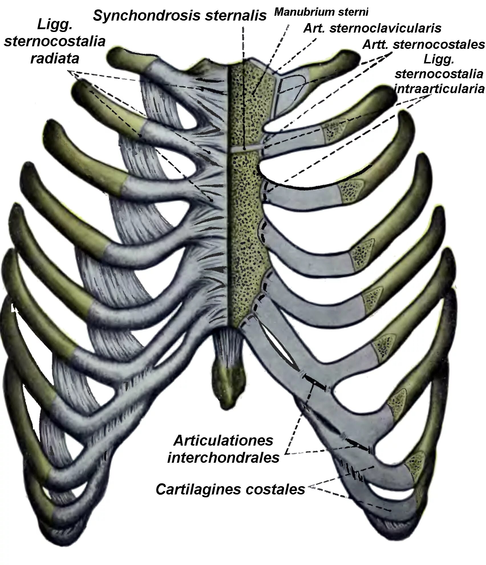 Соединение костей ребер. Грудино реберный сустав. Реберно грудинный синхондроз. Груудинореберные суставы. Грулинореьерные сусиавы.