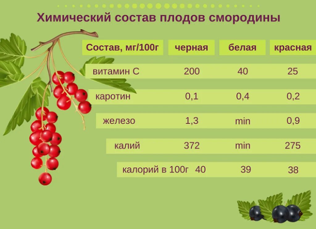 Крыжовник содержание витаминов. Какие витамины содержит черная смородина. Химический состав ягод смородины черной. Черная смородина содержание витамина с. Витамины в красной смородине.