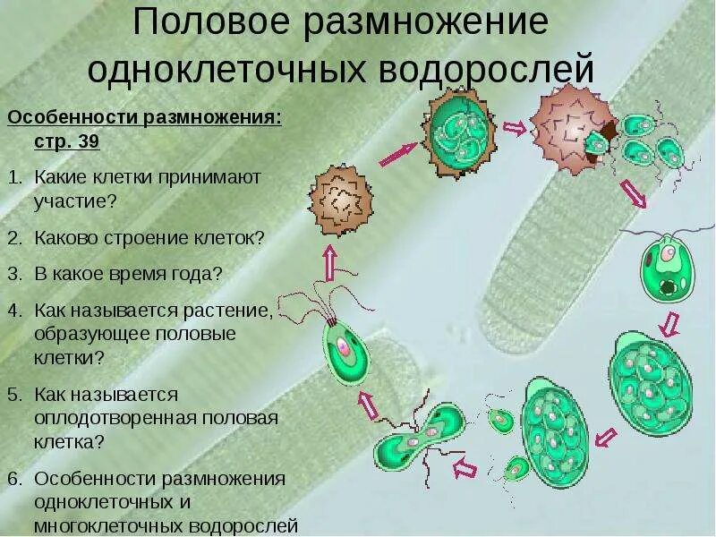 В размножении клетки принимает участие. Половое размножение одноклеточных. Размножение одноклеточных водорослей. Половые клетки водорослей. Размножение многоклеточных организмов.