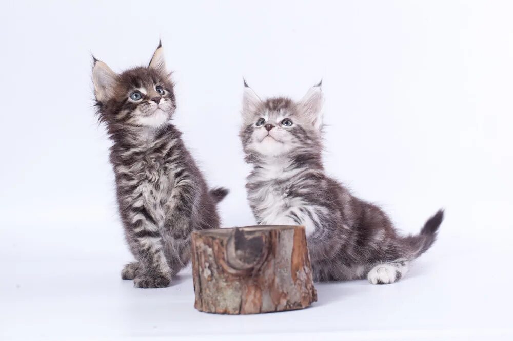 котенок мейн куна 2 недели