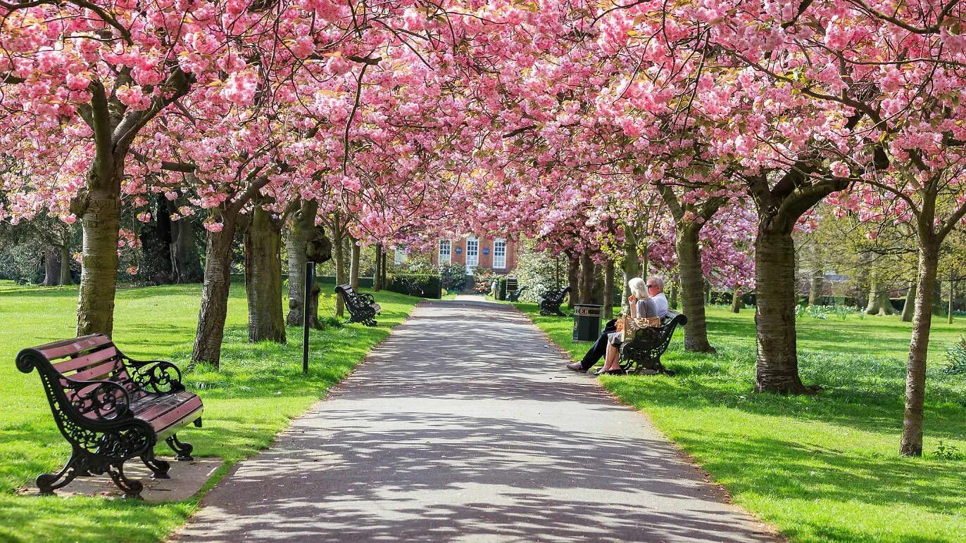 Big blossom. Pink черри блоссом дерево деревья парк. Екатерининский парк Сакура. Черри блоссом аллея. Гринвич парк Лондон.