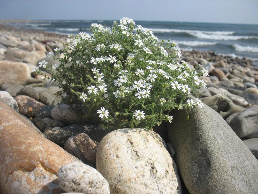 флора байкала эндемики. змееголовник рюйша. копеечник зундукский байкал. змееголовник харкевича. флора байкала.