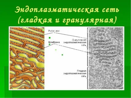 Состав и функции эндоплазматической сети