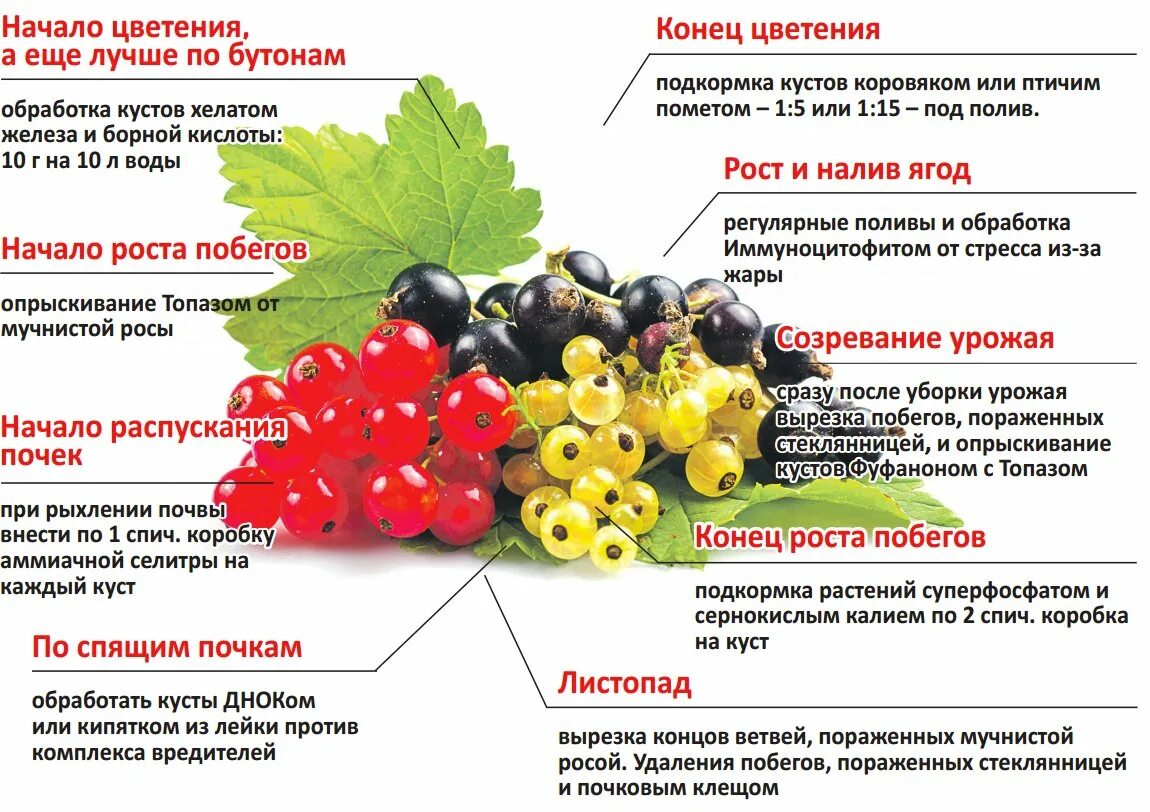 Весенняя обработка крыжовника и смородины. Схема подкормки крыжовника. Схема подкормки чёрной смородины. Смородина удобрения схема. Таблица подкормки смородина удобрениями.