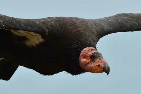 Представили птиц