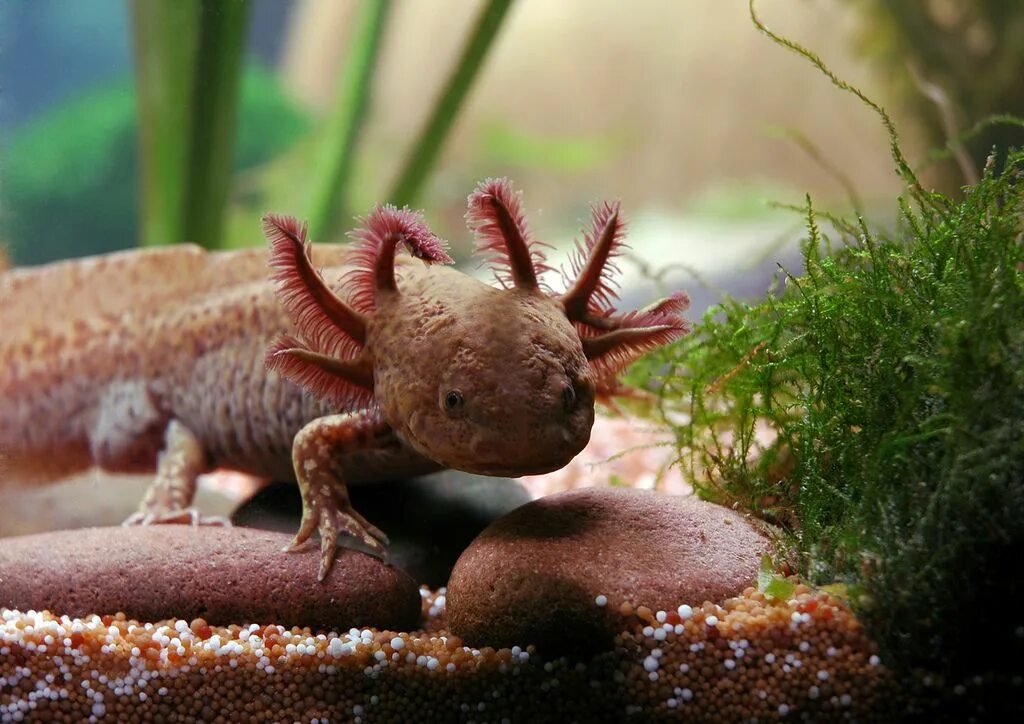 Аксолотль. Амбистома и аксолотль. Земноводные аксолотль. Аксолотль (Ambystoma mexicanum). Аксолотль москва