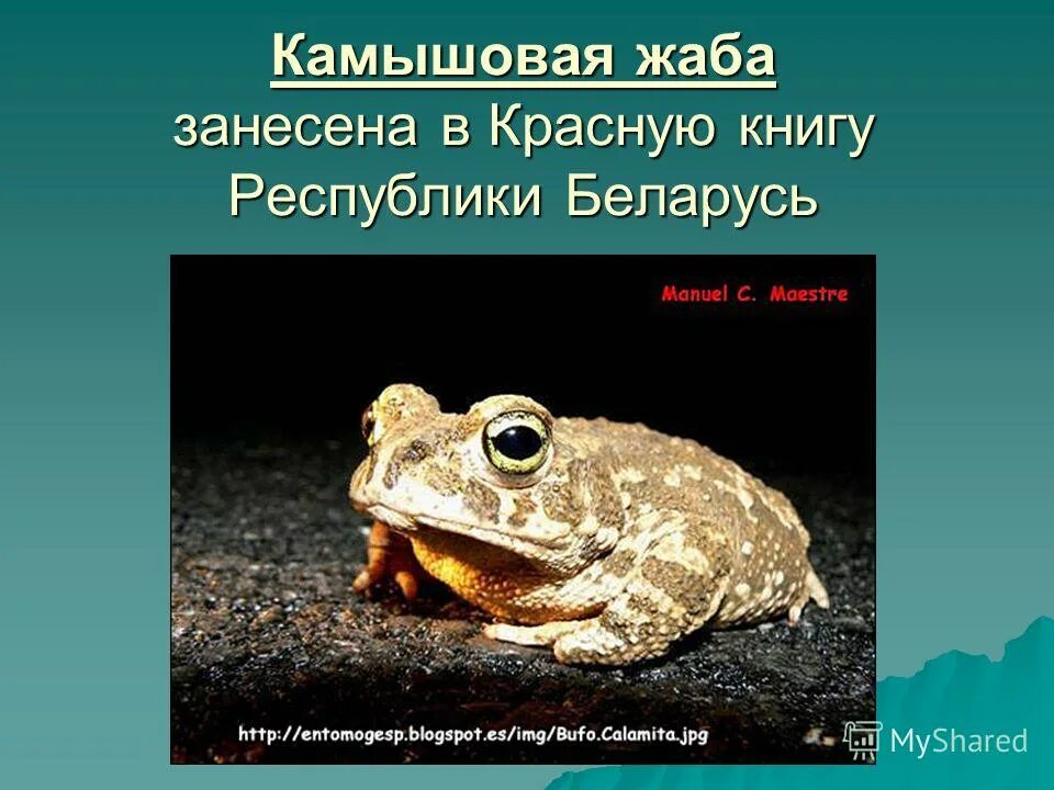 представители земноводных занесенных в красную книгу
