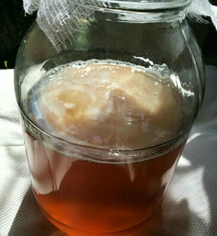 Заболел грибом. Чайный гриб - Комбуча. Здоровый чайный гриб. Чайный гриб в банке. Гигантский чайный гриб.