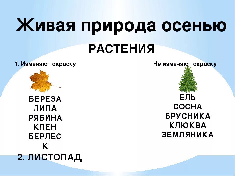 Примеры явлений неживой природы 2 класс. Явления живой природы осенью. Живая и неживая природа осенью. Изменения в живой природе осенью. Явления неживой природы осенью.