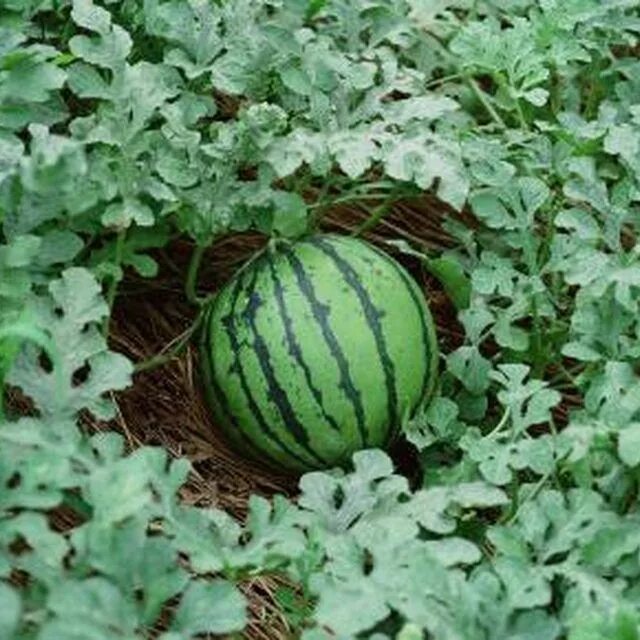 Маленький арбуз. Арбузы и дыни на бахче. Крискент арбуз. Арбуз на грядке. Арбуз турбо f1.
