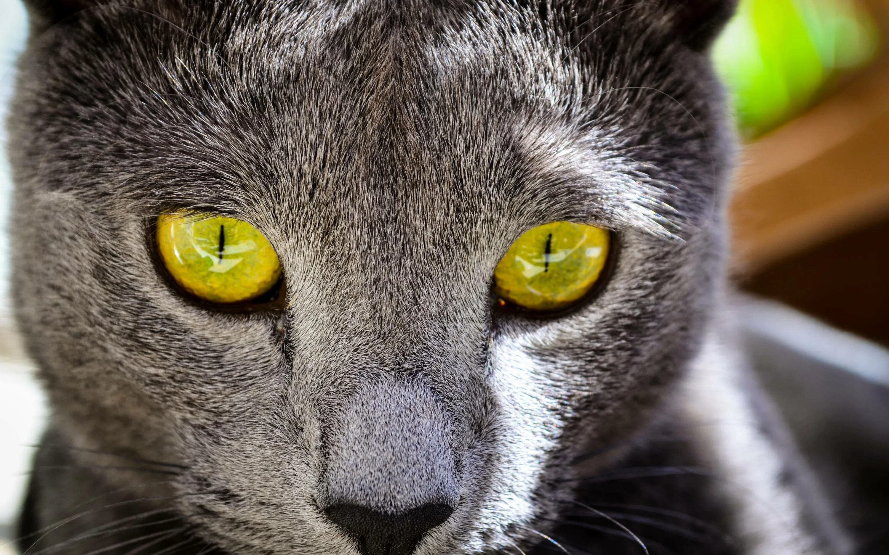 Кошка с желтыми глазами порода. Шартрез кошка с зелеными глазами. Серая кошка с оранжевыми глазами. Серый кот с желтыми глазами. Серая кошка с янтарными глазами.