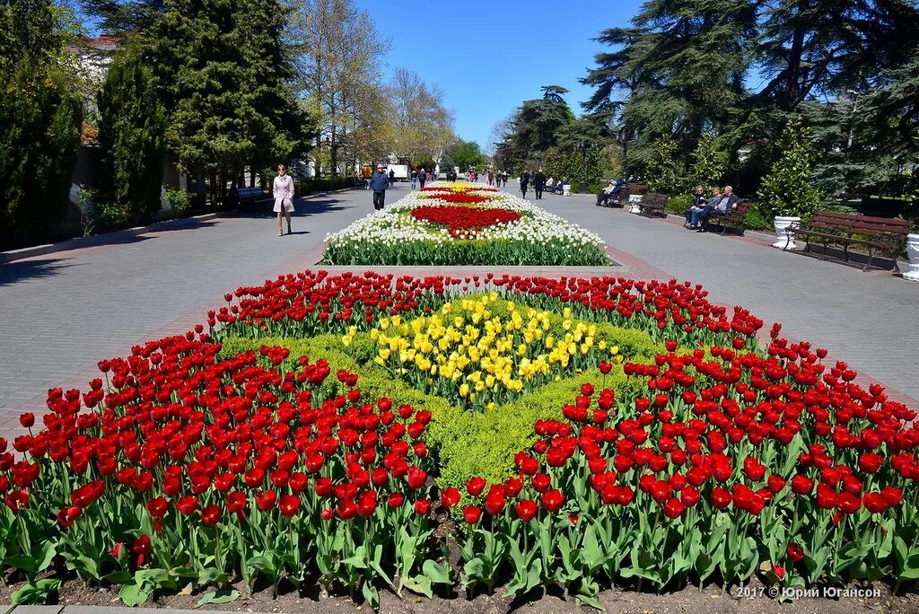 Хризантемы севастополь. Хризантемы севастополь. Цветы севастополь. Цветы недорого севастополь. Севастополь цветет приморский бульвар.