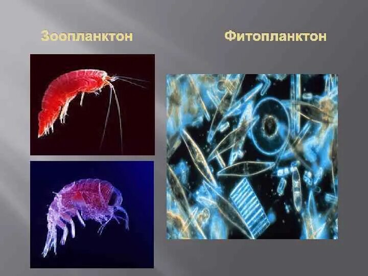 Что ученые называют фитопланктоном дайте определение. Планктон фитопланктон зоопланктон бентос. Зоопланктон одноклеточные. Планктонная личинка. Фитопланктон мирового океана.