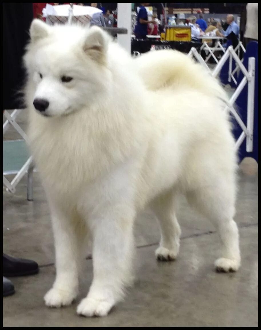 Большая белая собака. Большая белая пушистая собака порода. Самоед гипоаллергенный. Самоед 30кг. Самоед гипоаллергенная собака.